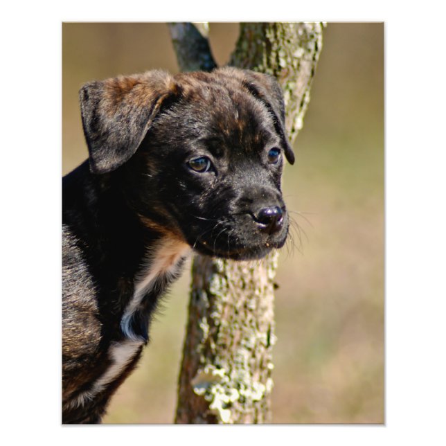 Impression Photo Brindle Portrait Chiot (Devant)