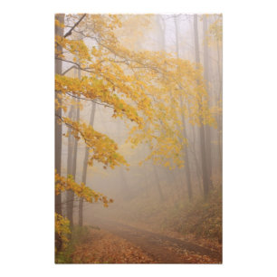 Impression Photo Brouillard et feuillage d'automne, Great Smoky Mou
