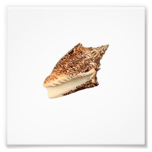 Impression Photo Brown Seashell Beach Nautique Ocean Salle de bain