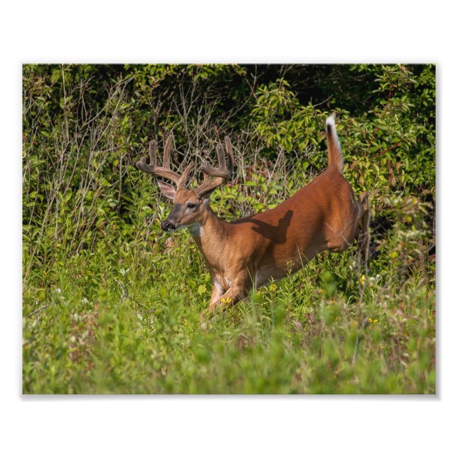 Impression Photo Buck blanc en velours (Devant)