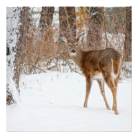 Buck cerf en hiver White Snowy Field