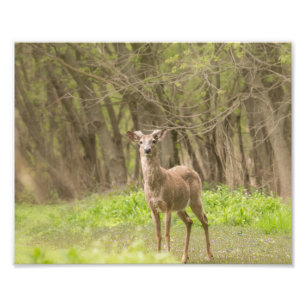 Impression Photo Buck in Velvet frais