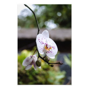 Impression Photo Budding Orchid's Bloom
