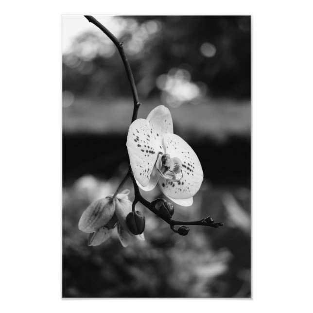 Impression Photo Budding Orchid's Bloom (B&W) (Devant)