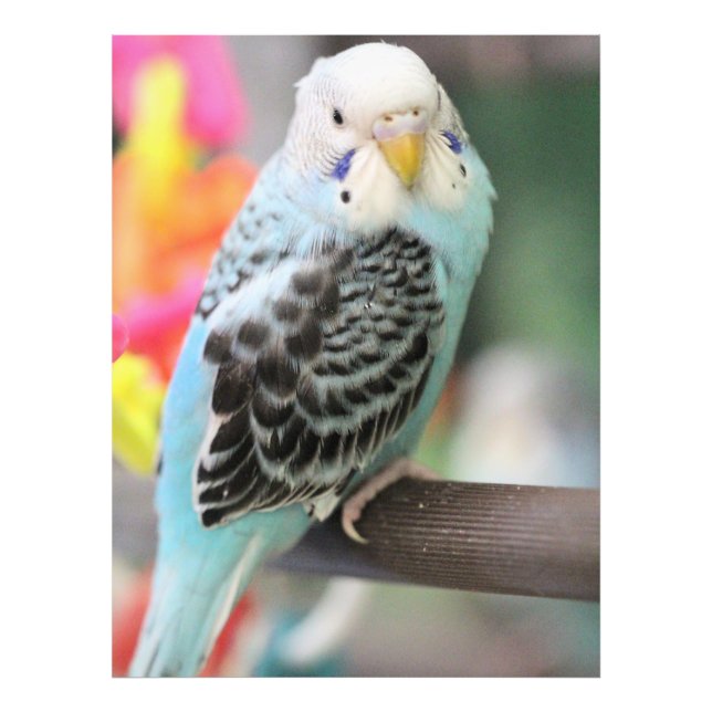 Impression Photo Budgie (Devant)