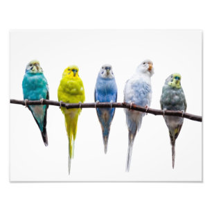 Impression Photo Budgies