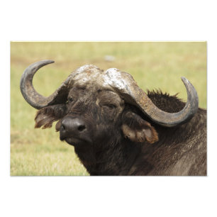 Impression Photo Buffle d'Afrique, Syncerus caffer