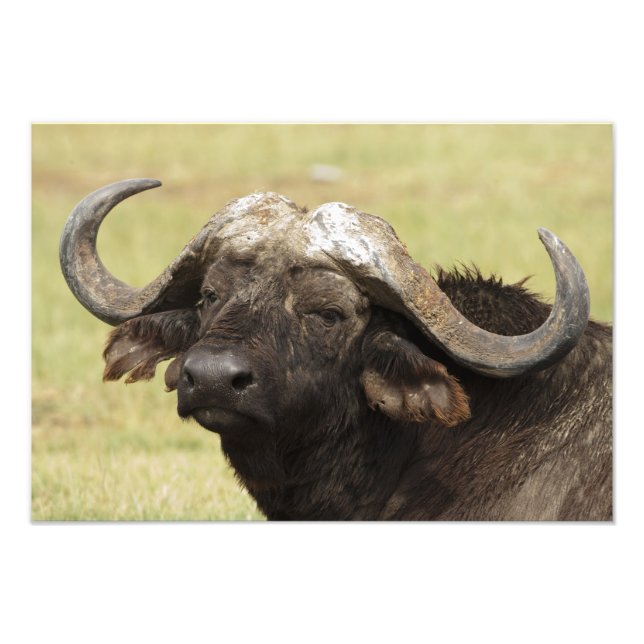 Impression Photo Buffle d'Afrique, Syncerus caffer (Devant)