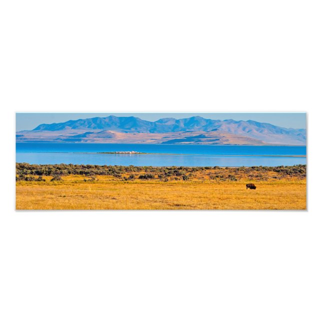 Impression Photo Buffle de pâturage, Grand lac de sel, Utah (Devant)