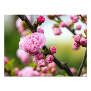 Impression Photo Bufs en fleurs de cerisier rose