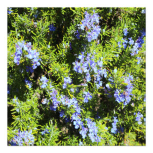 Impression Photo buisson fleurissant de romarin