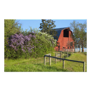 Impression Photo Buissons de lilas en fleurs et pies dans les arbre