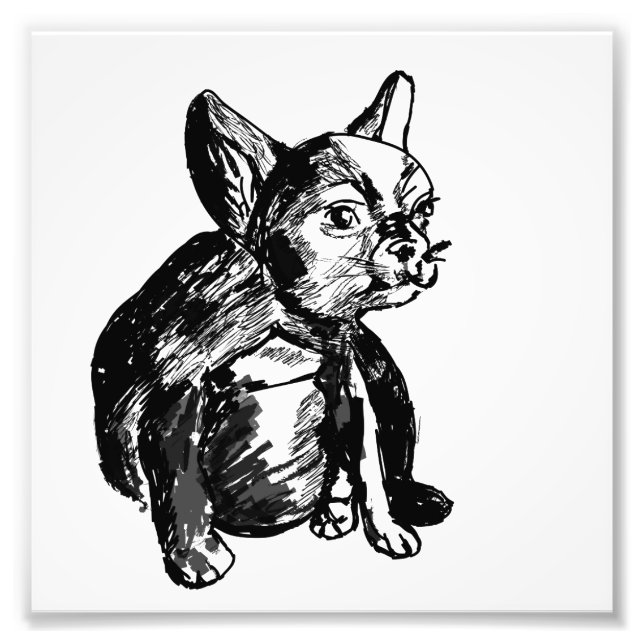 Impression Photo Buldog French Buldog (Devant)