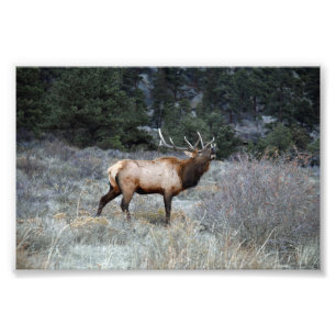 Impression Photo Bull Elk Bugling, Estes Park, Colorado