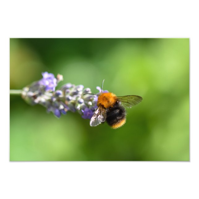 Impression Photo Bumble Beat Sur Une Lavande (Devant)