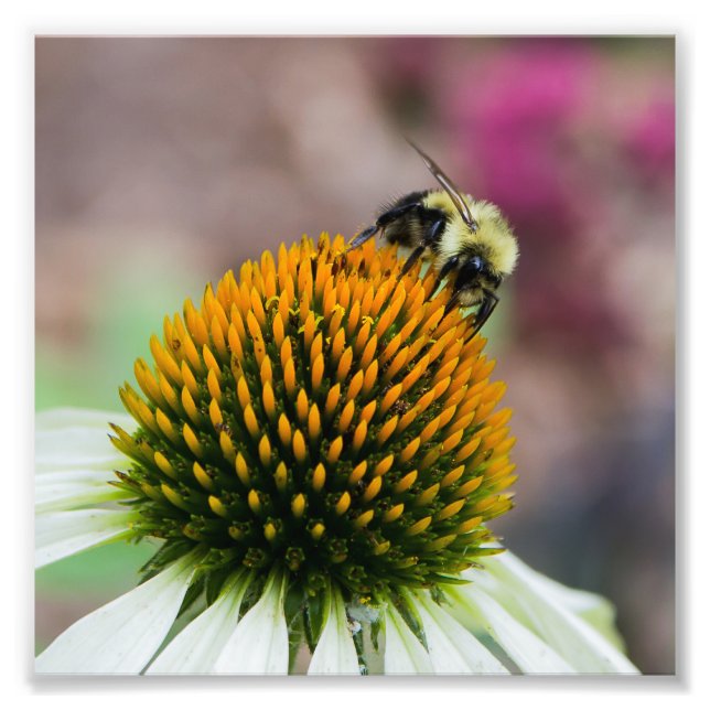 Impression Photo Bumble Bee on Coneflower Carré Imprimer (Devant)