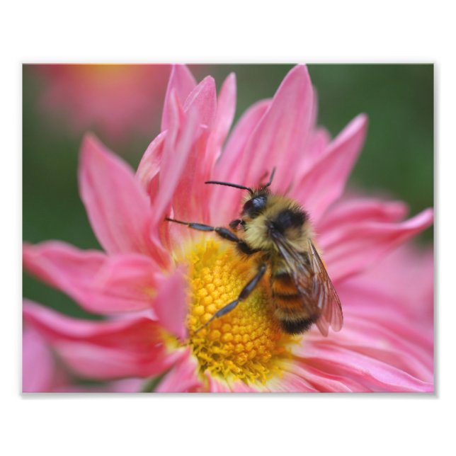 Impression Photo Bumble Bee On Pink Daisy Flower Close Up 8x10 (Devant)