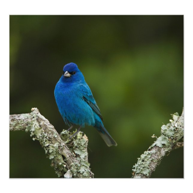 Impression Photo Bunting Indigo, Passerina cyanea, Côtier (Devant)