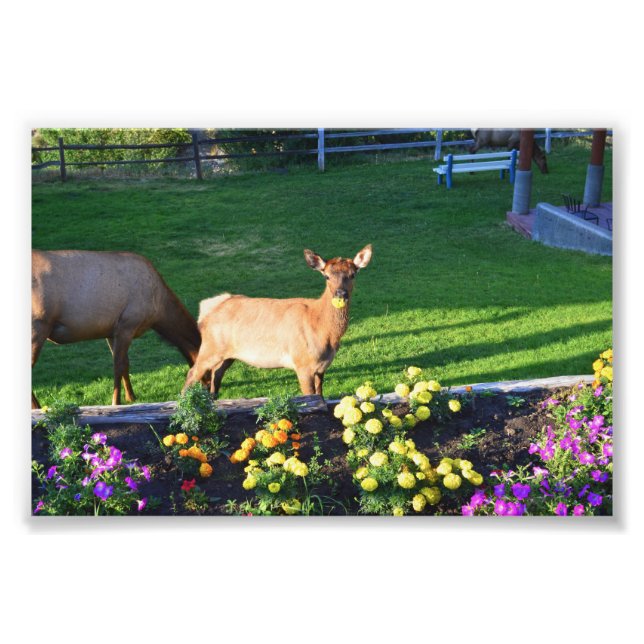 Impression Photo Busted — un veau d'Elc avec un Marigold (Devant)
