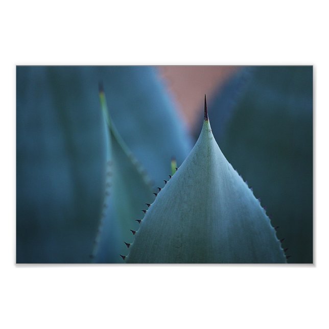 Impression Photo Cactus d'agave (Devant)