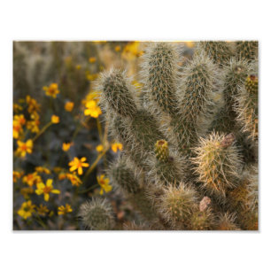 Impression Photo Cactus et Fleurs sauvages