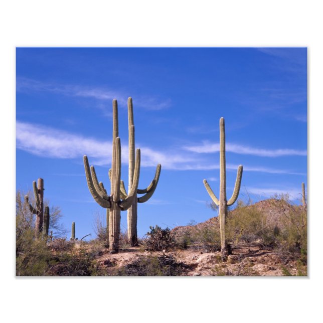 Impression Photo Cactus géant multiarmé Saguaro, Saguaro (Devant)