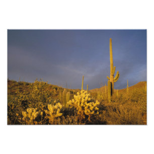 Impression Photo cactus saguaro, Carnegiea gigantea, et teddy