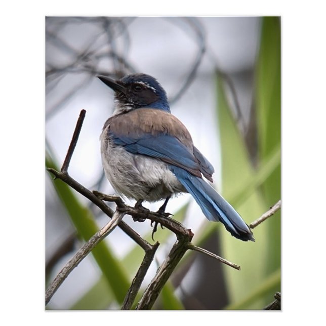 Impression Photo California Scrub Jay (Devant)