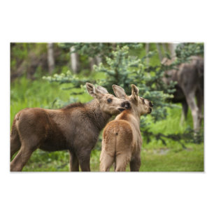 Impression Photo Calves d'orignal