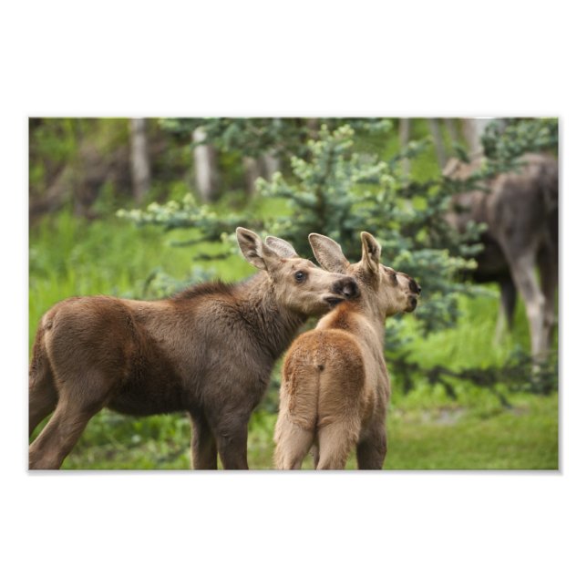 Impression Photo Calves d'orignal (Devant)