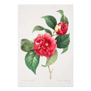 Impression Photo Camélia panaché, Pierre-Joseph Redouté, 1833