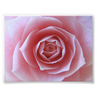 Impression Photo Camellia rose