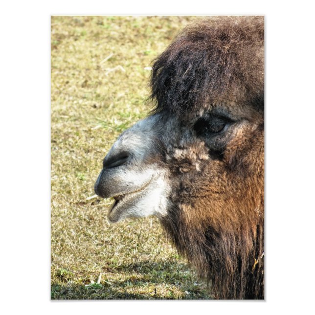 IMPRESSION PHOTO CAMELS (Devant)