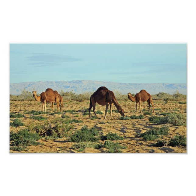 Impression Photo Camels, Tunisie (Devant)