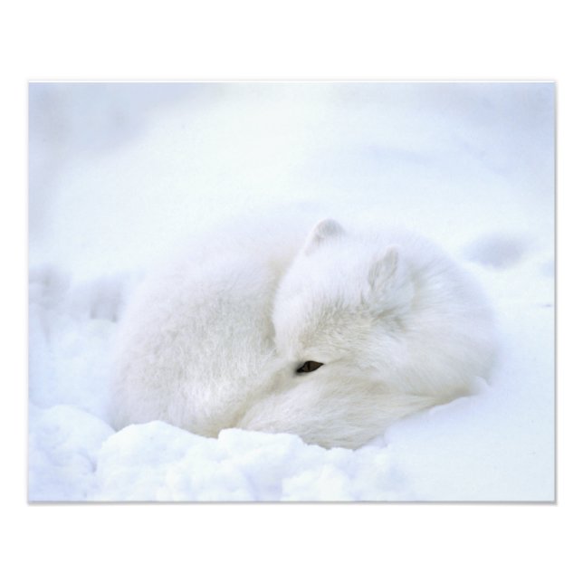 Impression Photo Canada, Manitoba, Churchill. Renard arctique (Devant)