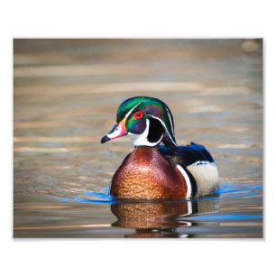 Impression Photo Canard à bois dans un étang