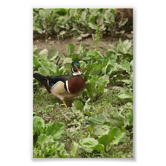 Impression Photo Canard à bois mâle (Devant)