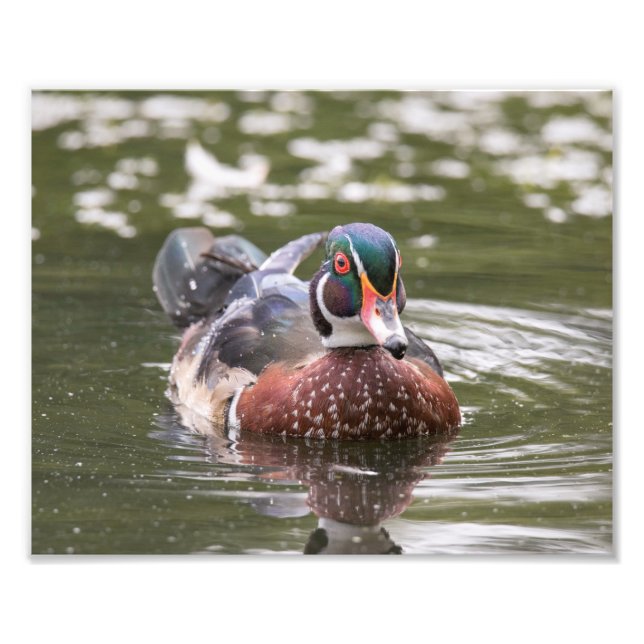 Impression Photo Canard à bois mâle flottant juste le long de l'imp (Devant)