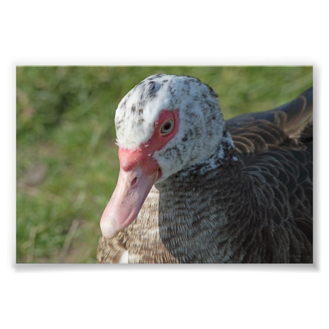 Impression Photo Canard à muscovy (Devant)
