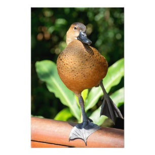Impression Photo Canard À Sifflement Complet Sur Rail