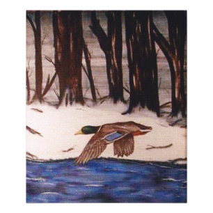 Impression Photo Canard colvert en mission