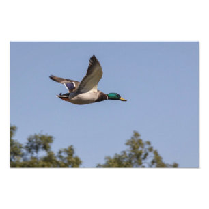 Impression Photo Canard colvert en vol