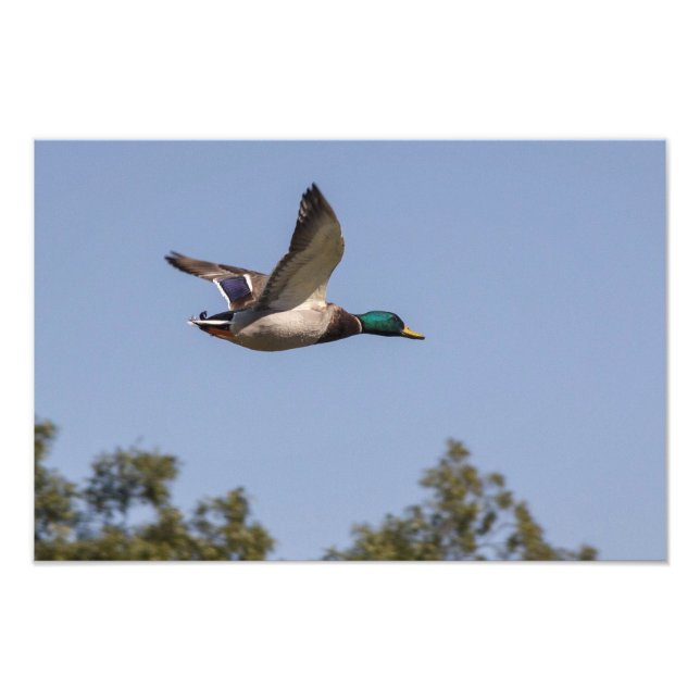 Impression Photo Canard colvert en vol (Devant)