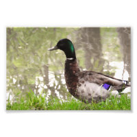 Canard colvert pensif