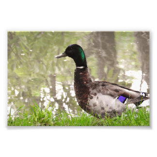 Impression Photo Canard colvert pensif