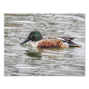Impression Photo Canard de douche du Nord