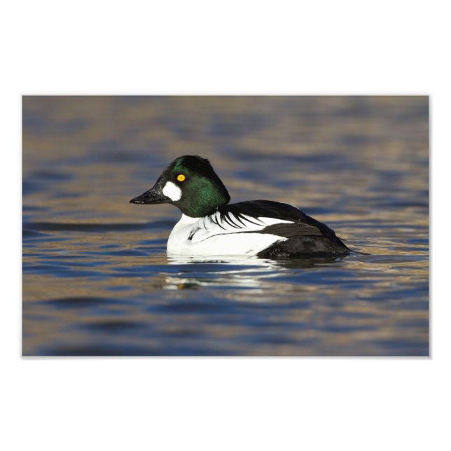Impression Photo Canard de l'oeil d'or mâle (Devant)