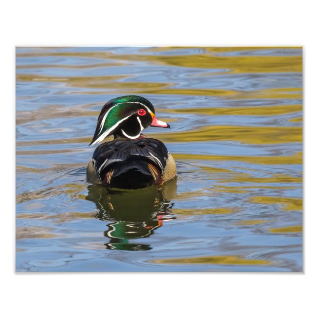 Impression Photo Canard en bois coloré (Devant)