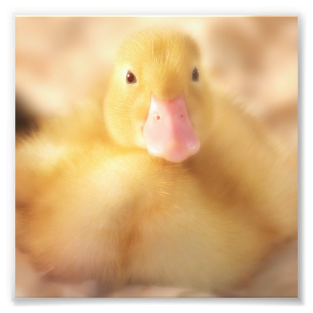 Impression Photo Canard Jaune Fuzzy Bébé de Pâques Canard (Devant)