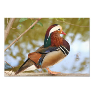 Impression Photo Canard mandarin